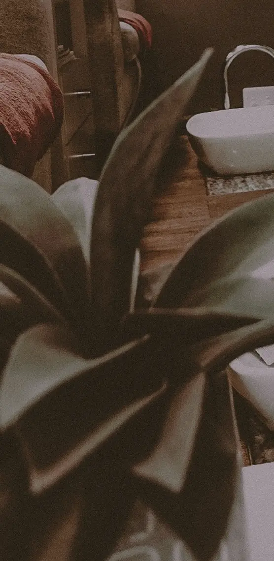 Picture of a plant with a bath in the background at Pause Spa